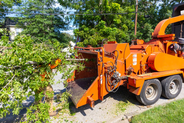 Best Emergency Storm Tree Removal  in Coachella, CA